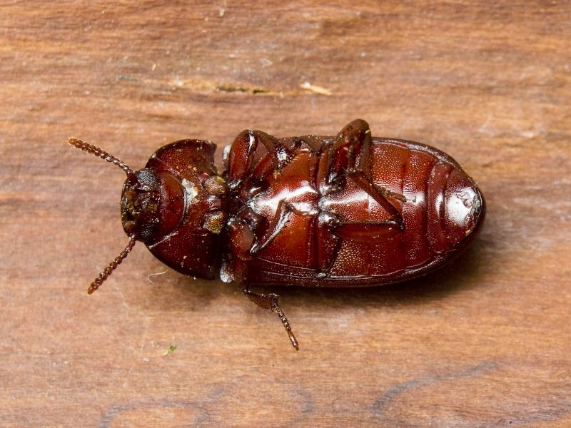 Uloma culinaris (Linnaeus, 1758)